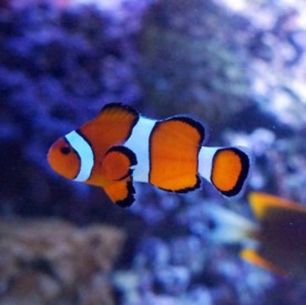 Clownfisch